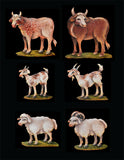 Noah's Ark - Online Class