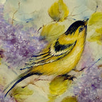 American Goldfinch Amongst the Lilacs - JP3078